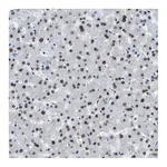 Atlas Antibodies Anti-OGFR Antibody