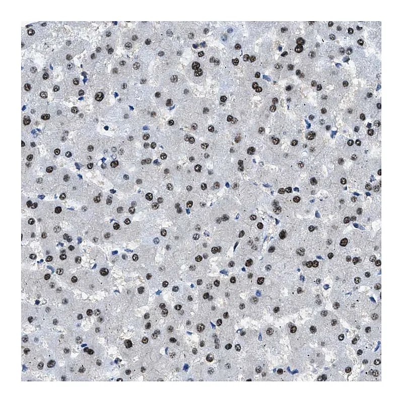 Atlas Antibodies Anti-OGFR Antibody