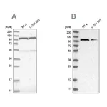 Atlas Antibodies Anti-OGT Antibody
