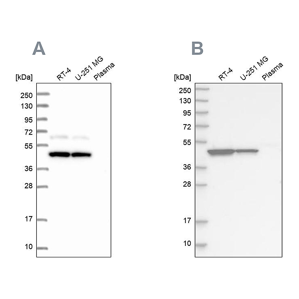 Atlas Antibodies Anti-OLA1 Antibody
