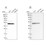 Atlas Antibodies Anti-OLA1 Antibody