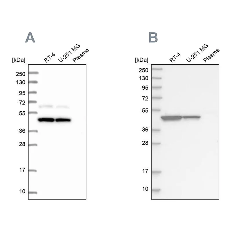 Atlas Antibodies Anti-OLA1 Antibody