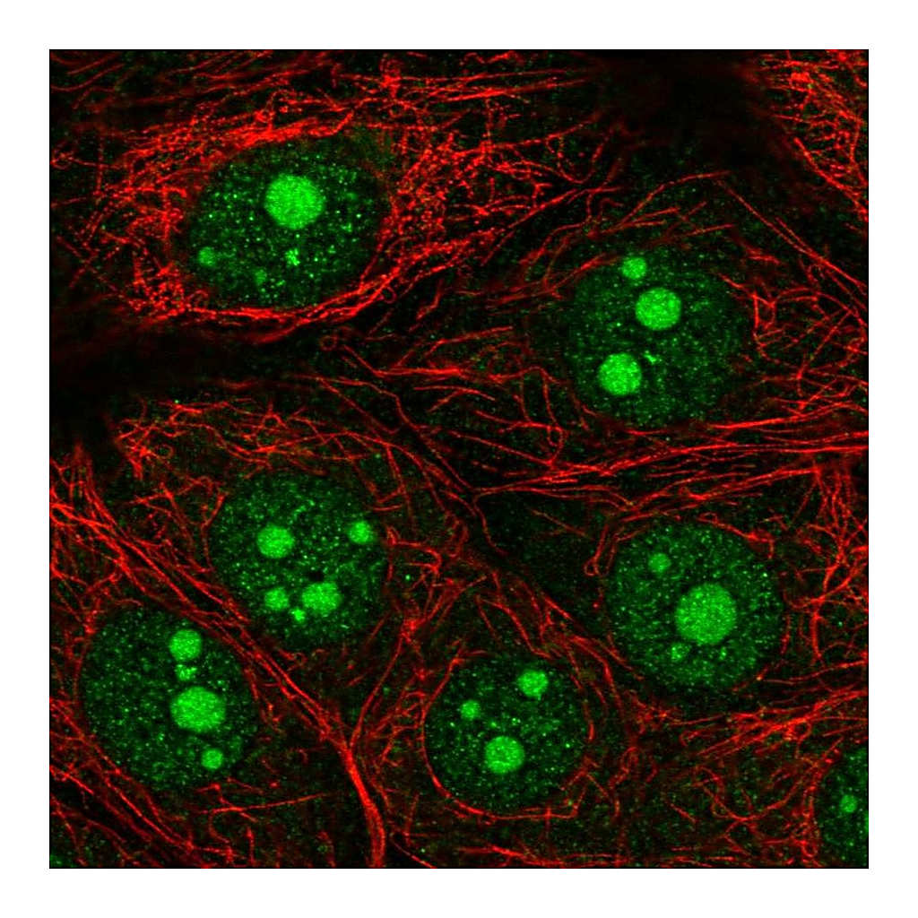 Atlas Antibodies Anti-OLFM1 Antibody