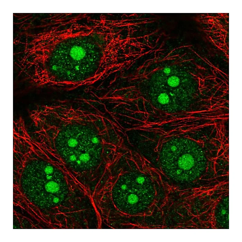 Atlas Antibodies Anti-OLFM1 Antibody
