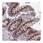 Atlas Antibodies Anti-OLFM2 Antibody