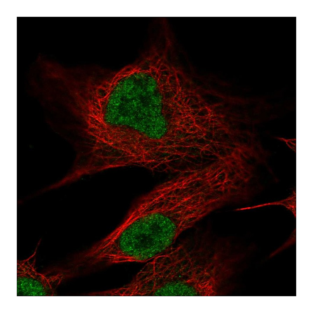 Atlas Antibodies Anti-OLFM2 Antibody