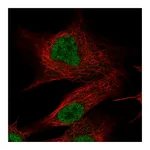 Atlas Antibodies Anti-OLFM2 Antibody