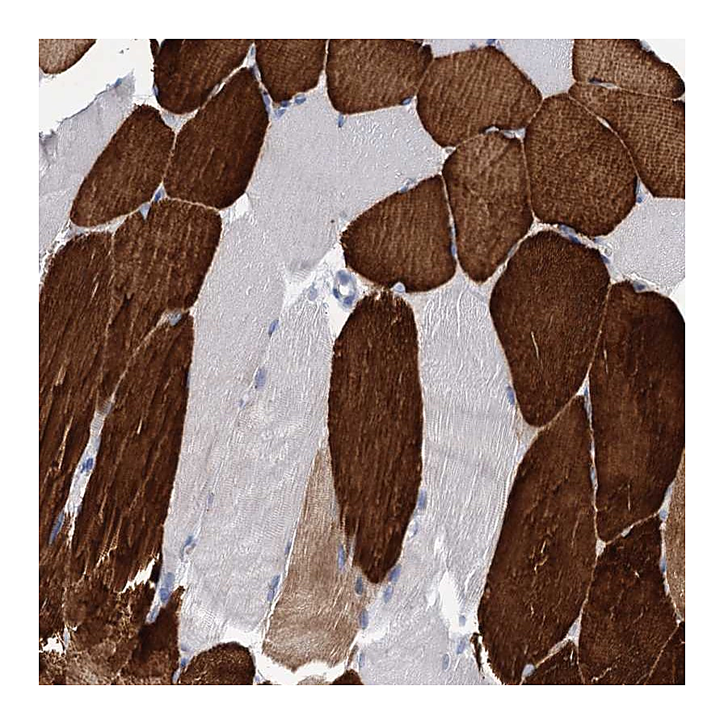 Atlas Antibodies Anti-OLFML1 Antibody
