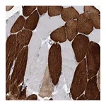 Atlas Antibodies Anti-OLFML1 Antibody