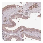 Atlas Antibodies Anti-OLFML2B Antibody