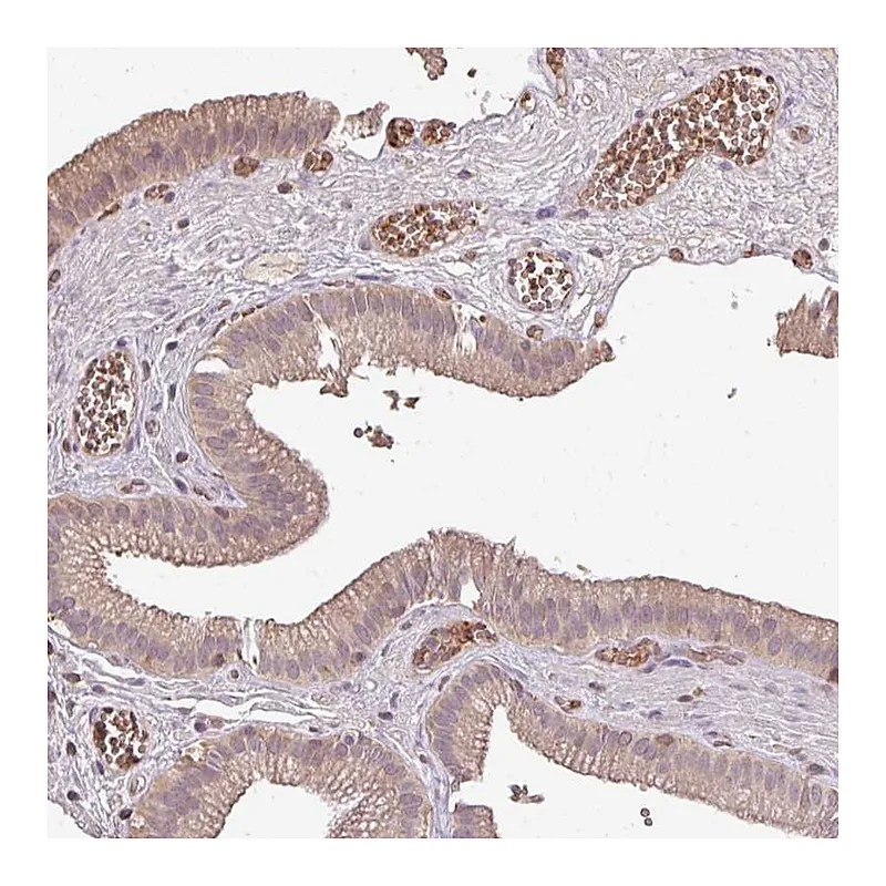Atlas Antibodies Anti-OLFML2B Antibody