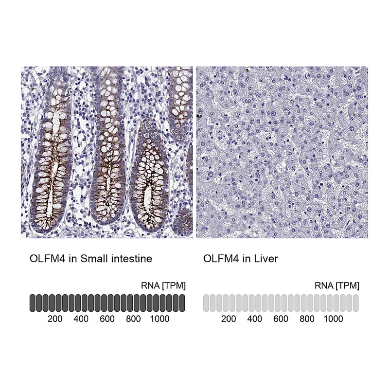 Atlas Antibodies Anti-OLFM4 Antibody