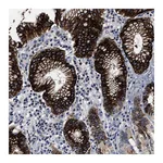 Atlas Antibodies Anti-OLFML2A Antibody