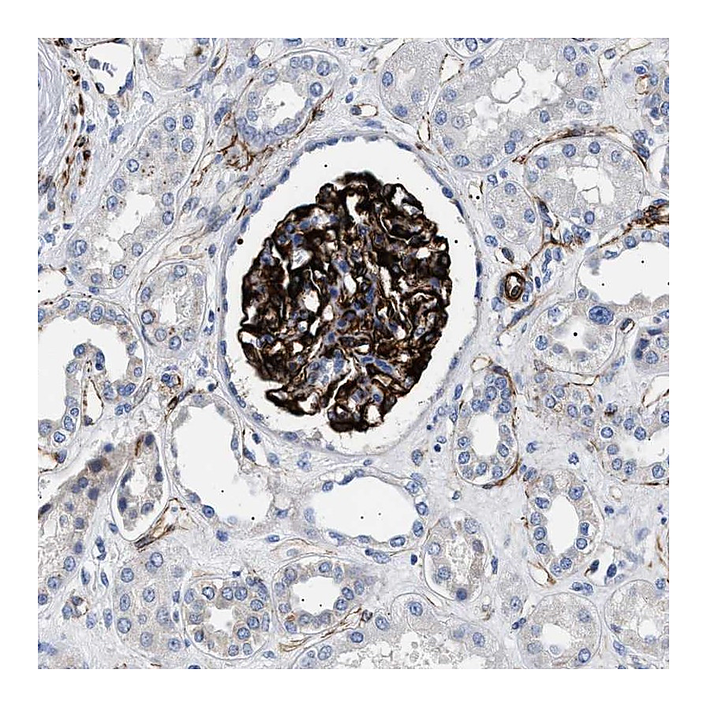 Atlas Antibodies Anti-OLFML2A Antibody