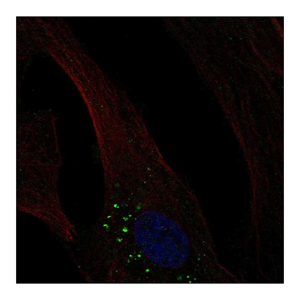 Atlas Antibodies Anti-OLFML3 Antibody