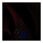 Atlas Antibodies Anti-OLFML3 Antibody