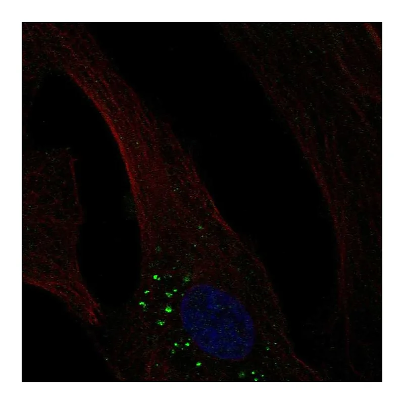 Atlas Antibodies Anti-OLFML3 Antibody