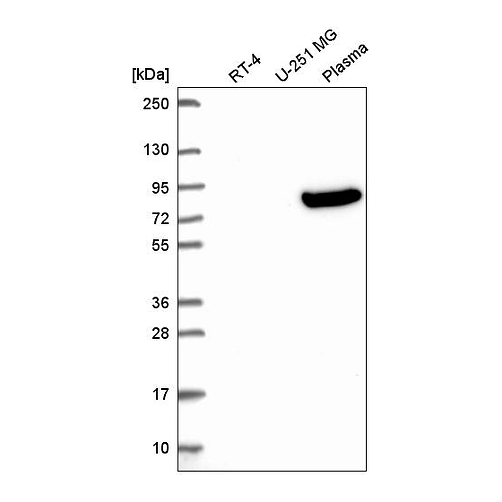 Atlas Antibodies Anti-OLFML2B Antibody