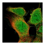 Atlas Antibodies Anti-OLR1 Antibody