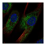 Atlas Antibodies Anti-OMD Antibody