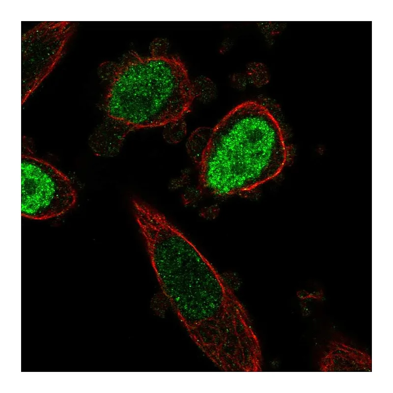 Atlas Antibodies Anti-ONECUT3 Antibody