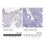Atlas Antibodies Anti-OOSP2 Antibody