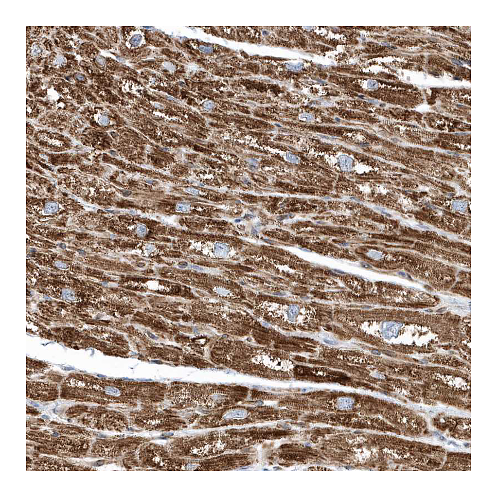 Atlas Antibodies Anti-OPA1 Antibody