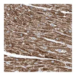 Atlas Antibodies Anti-OPA1 Antibody