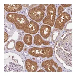 Atlas Antibodies Anti-OMA1 Antibody