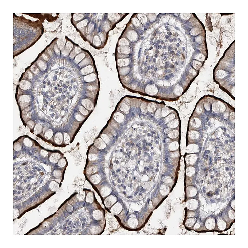 Atlas Antibodies Anti-OPLAH Antibody