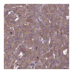 Atlas Antibodies Anti-OPA3 Antibody