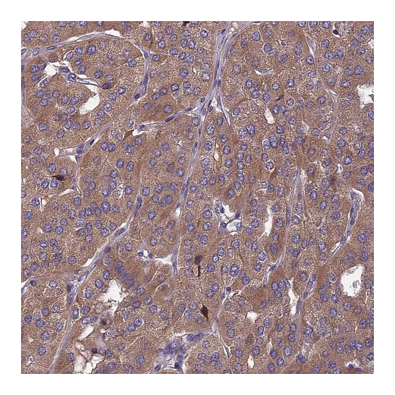 Atlas Antibodies Anti-OPA3 Antibody