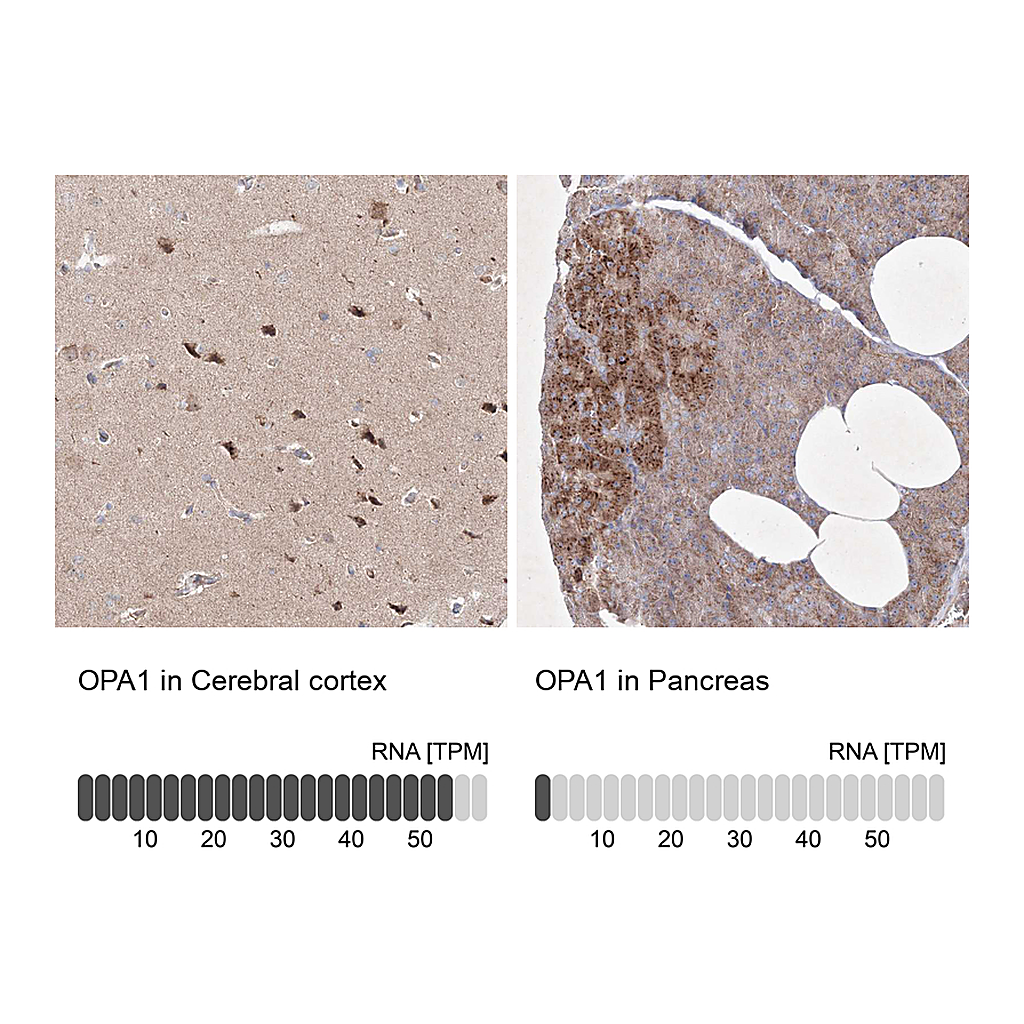 Atlas Antibodies Anti-OPA1 Antibody