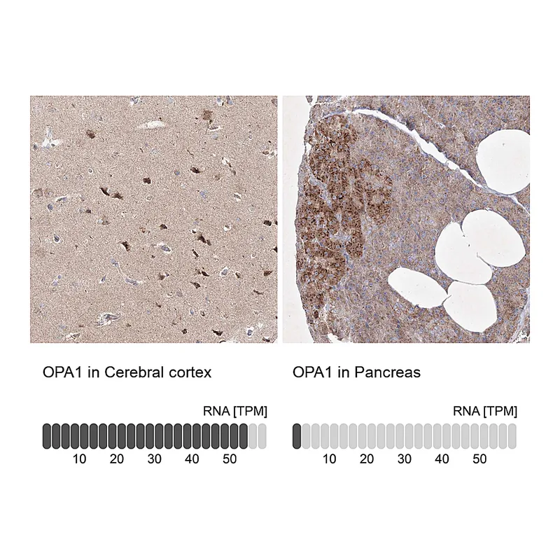 Atlas Antibodies Anti-OPA1 Antibody