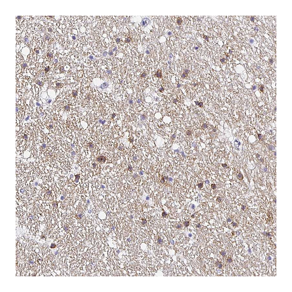 Atlas Antibodies Anti-OPALIN Antibody