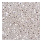 Atlas Antibodies Anti-OPALIN Antibody