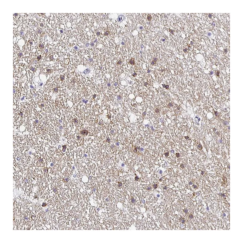 Atlas Antibodies Anti-OPALIN Antibody