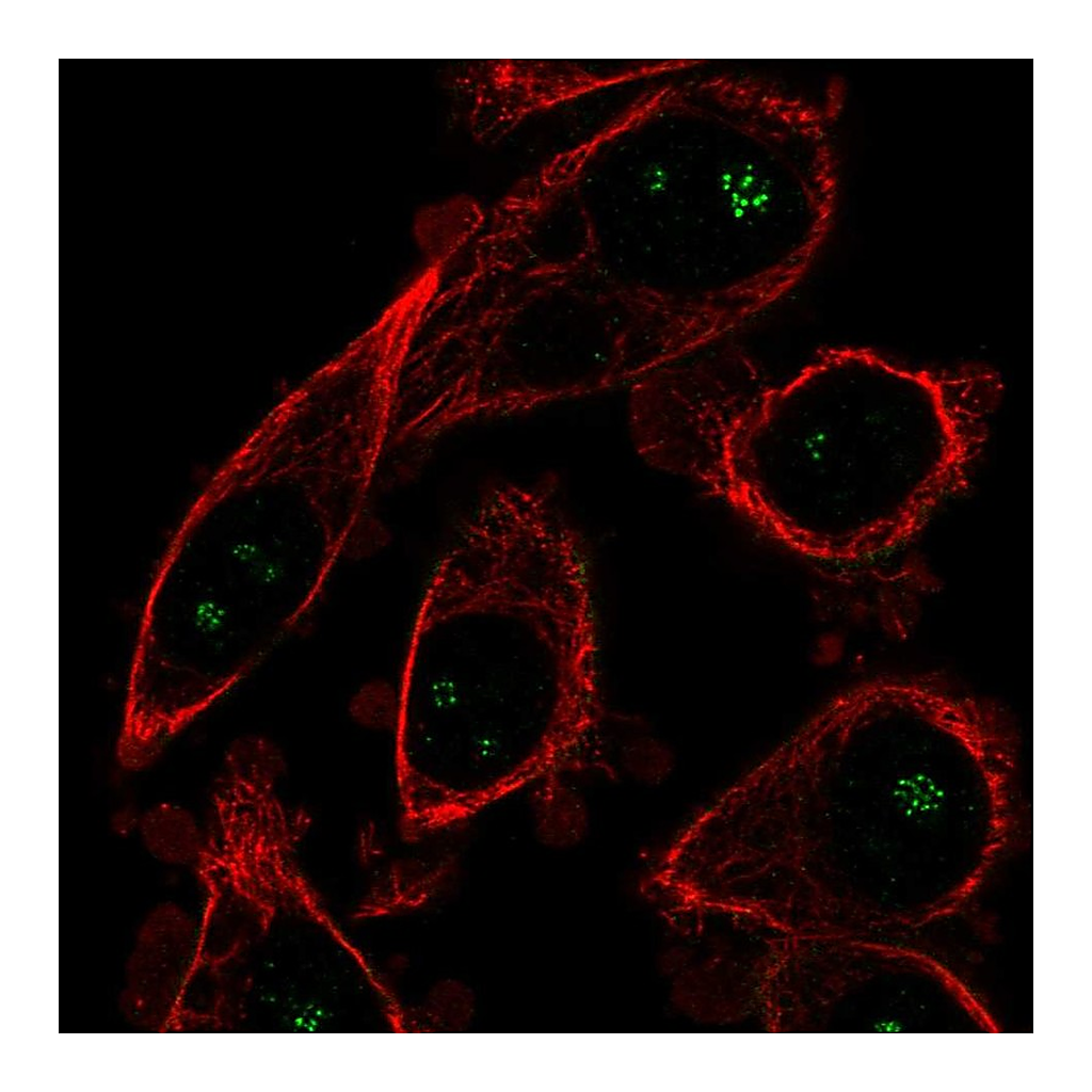 Atlas Antibodies Anti-OPLAH Antibody
