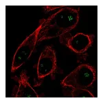 Atlas Antibodies Anti-OPLAH Antibody