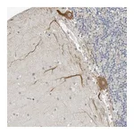 Atlas Antibodies Anti-OPLAH Antibody