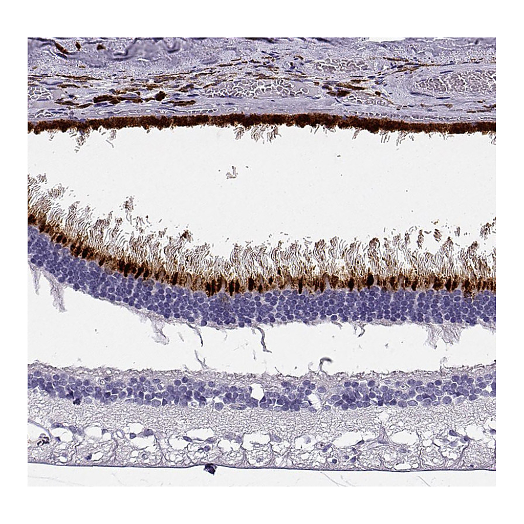 Atlas Antibodies Anti-OPN5 Antibody