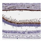 Atlas Antibodies Anti-OPN5 Antibody