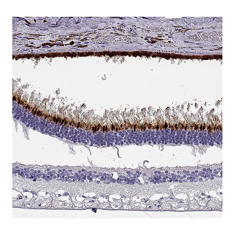 Atlas Antibodies Anti-OPN5 Antibody
