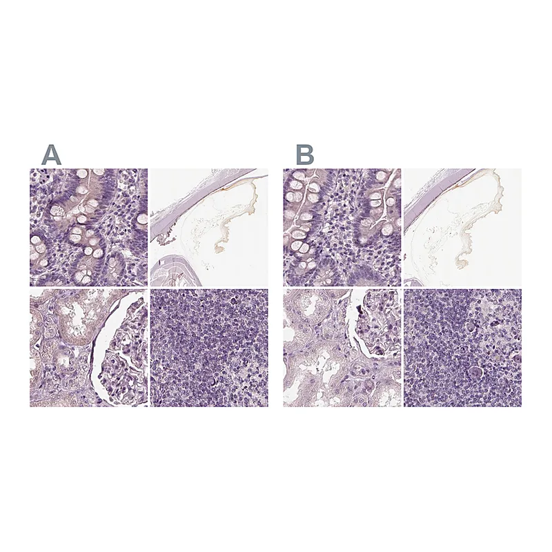 Atlas Antibodies Anti-OPTC Antibody