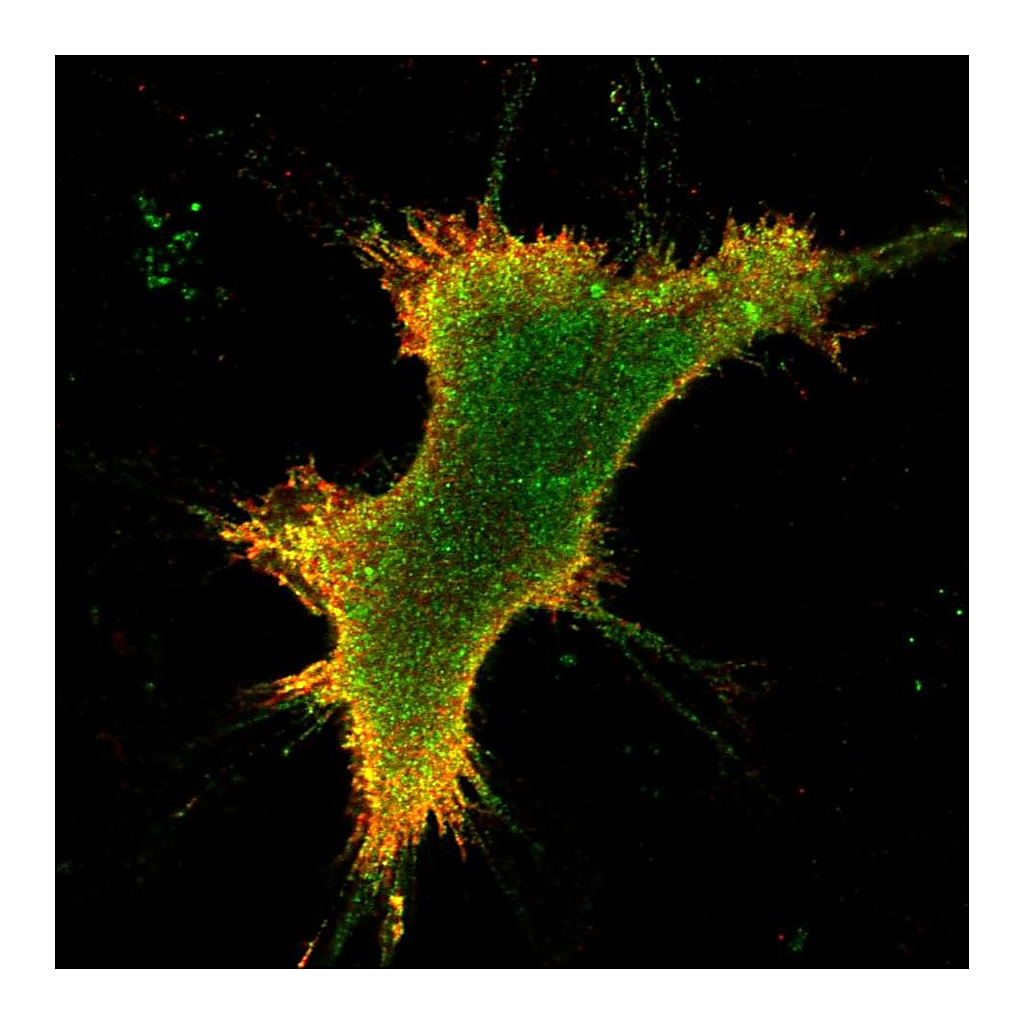 Atlas Antibodies Anti-OPRK1 Antibody