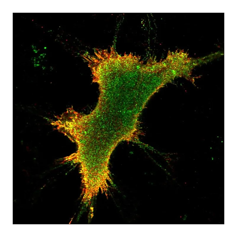 Atlas Antibodies Anti-OPRK1 Antibody
