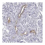 Atlas Antibodies Anti-OPRPN Antibody