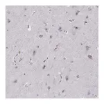 Atlas Antibodies Anti-OPRD1 Antibody