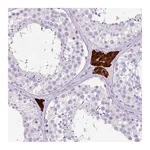 Atlas Antibodies Anti-OR10A7 Antibody