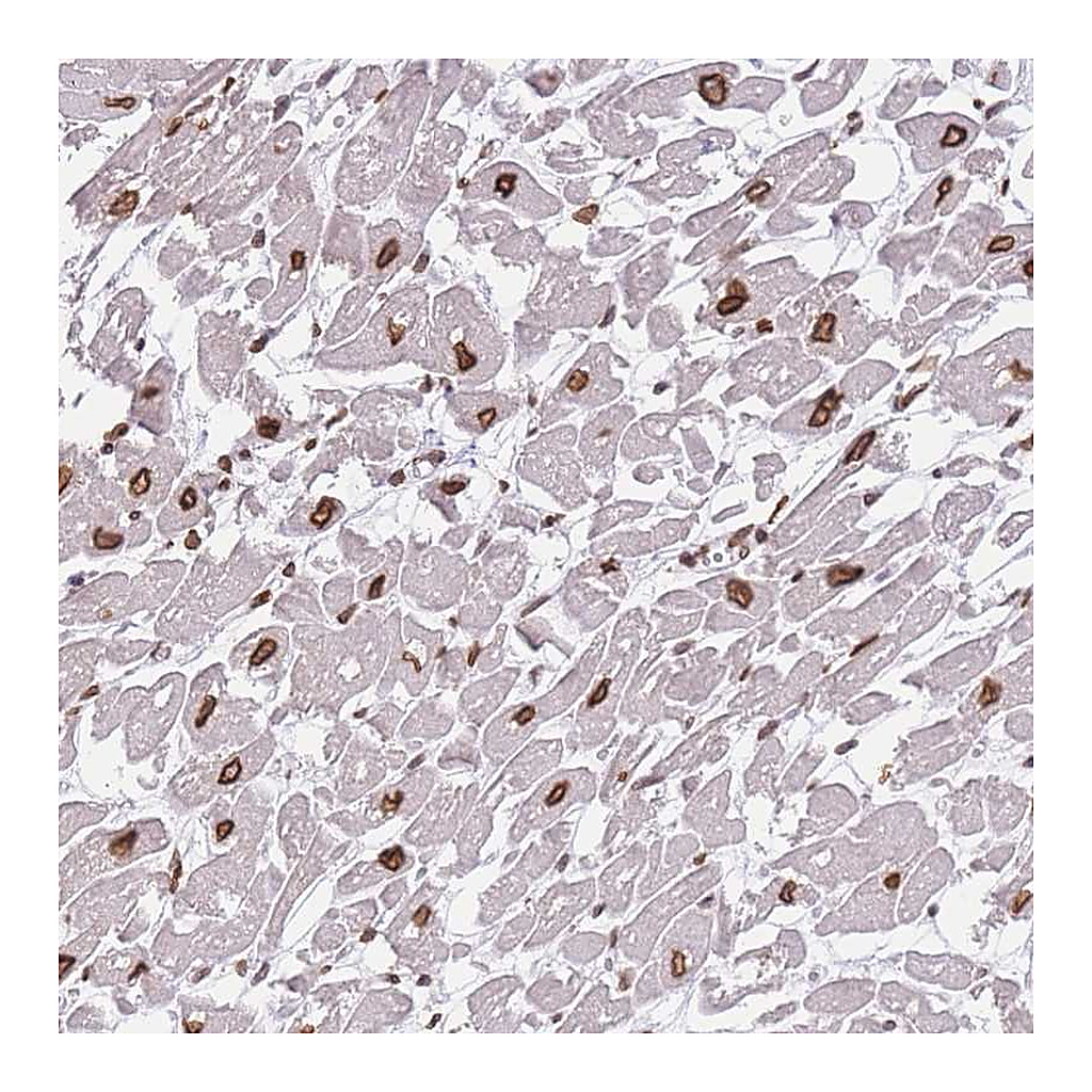 Atlas Antibodies Anti-OR10AD1 Antibody